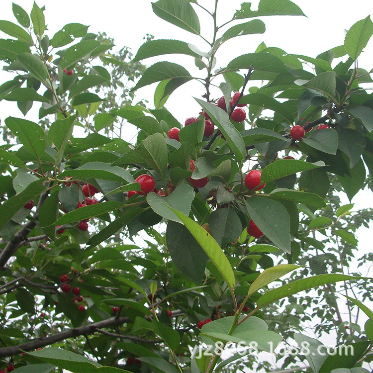 【樱桃批发 优质产品自产樱桃 新鲜水果樱桃】