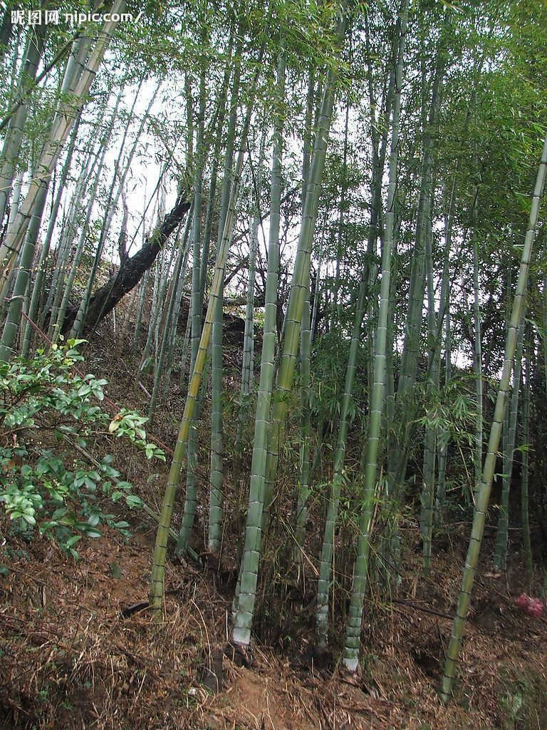 绿竹批发竹苗 清水淡竹 青竹根.竹子工程绿化用竹 青竹子根