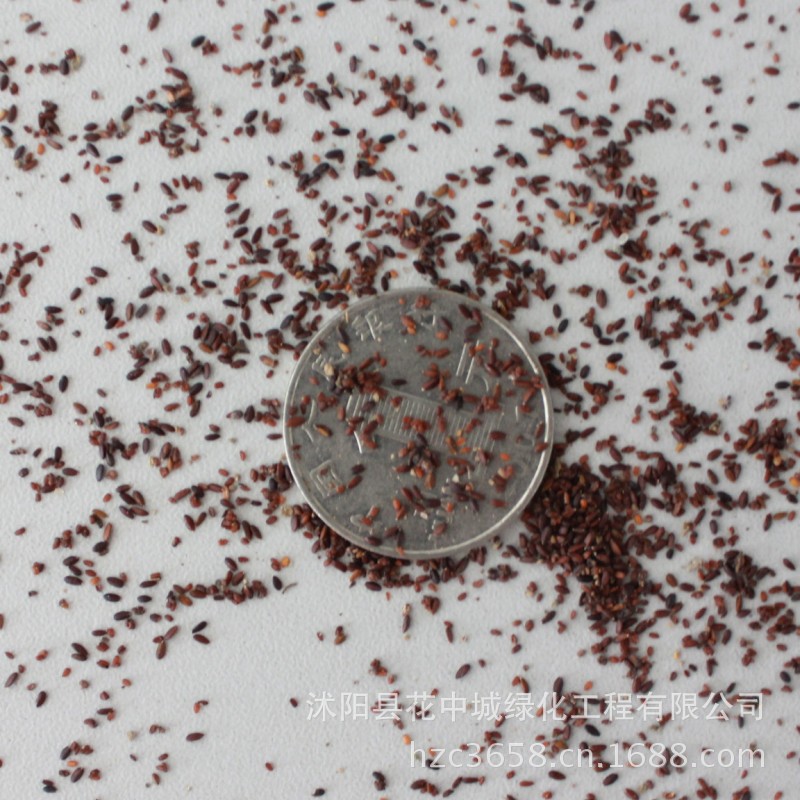 【绿丰耀种业 批发猫薄荷 薄荷种子】