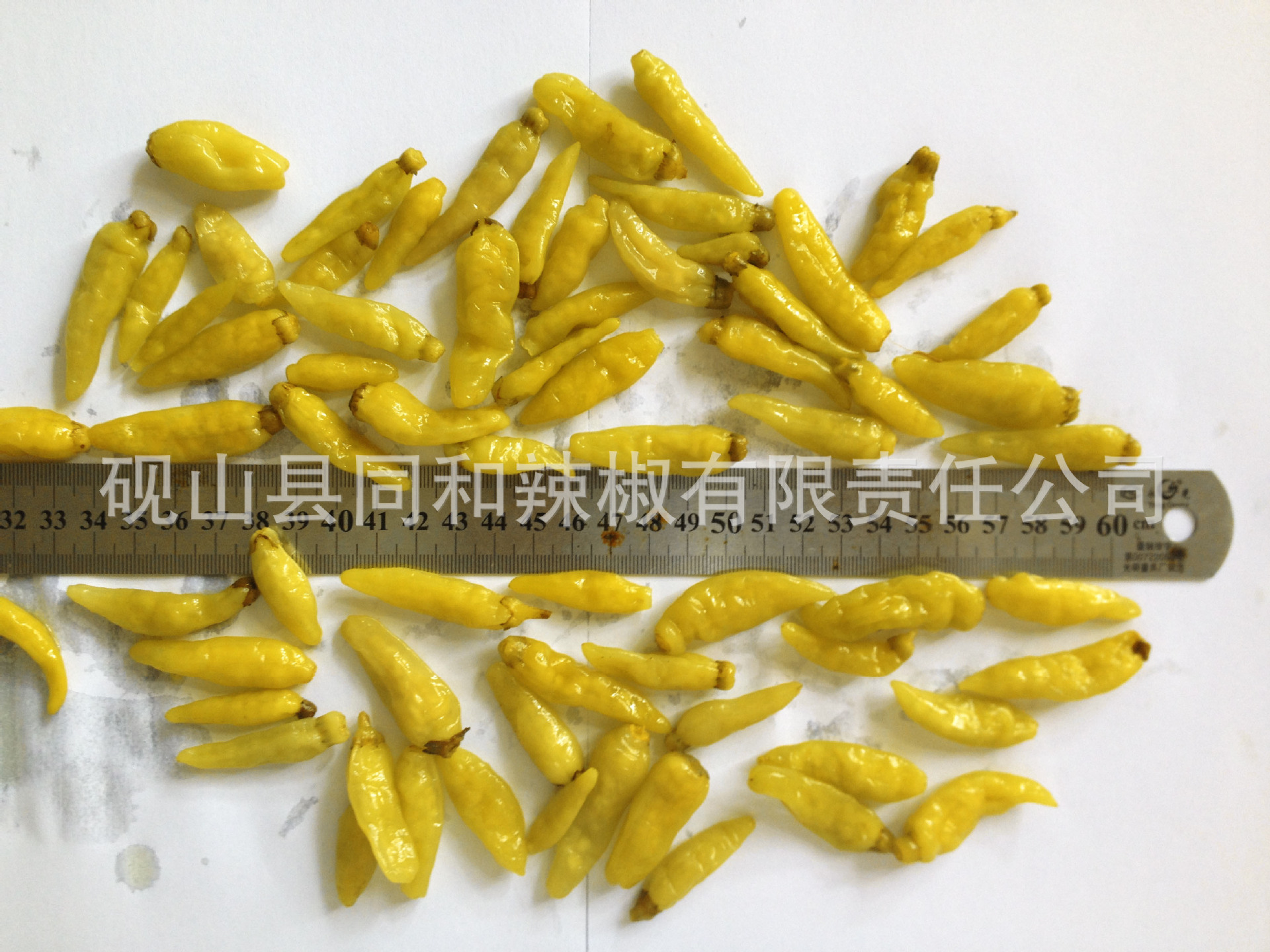 工厂大量直销泡小米椒长度只有2-5cm
