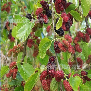 果桑-批发荔枝苗、芒果苗、龙眼苗、莲雾苗、