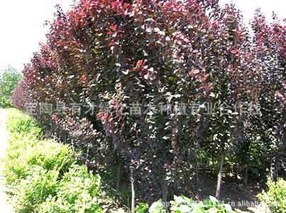 紫叶李全冠,树形优美,紫叶李小苗,紫叶李树苗图