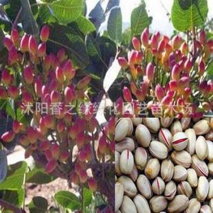 果树苗开心果苗长果阿月浑子开心果苗9月上旬成熟 果树 开心果树