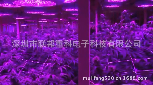 LED植物灯、LED水族灯