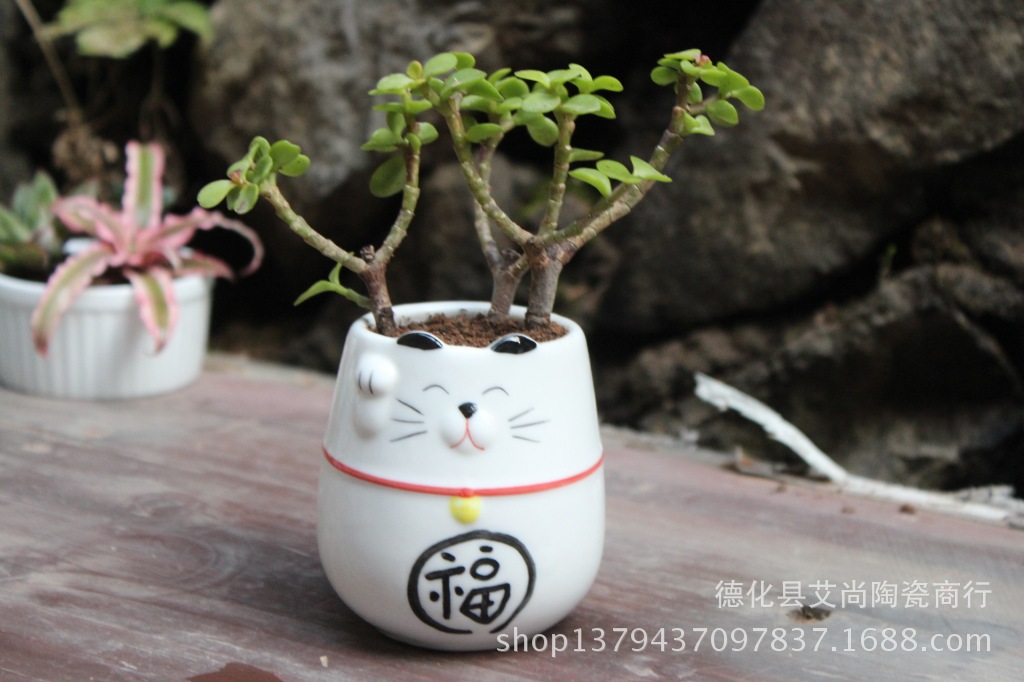 【艾尚出品可爱卡通种植多肉植物创意另类小盆