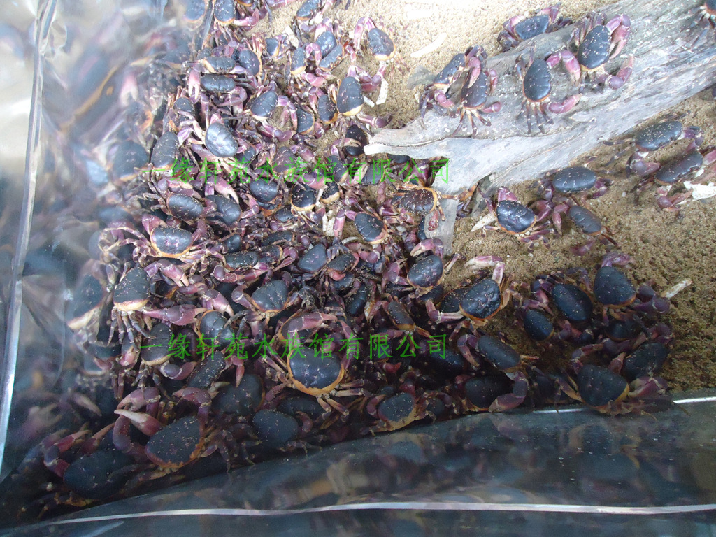 观赏宠物蟹,紫地蟹批发小背甲3-5cm