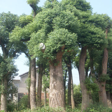 大量供应重阳木(茄冬树)直径16-26厘米 基地直销绿化工程苗乔木