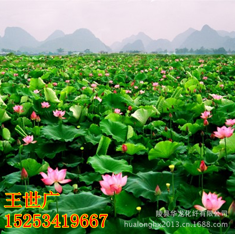 12022316066779_副本