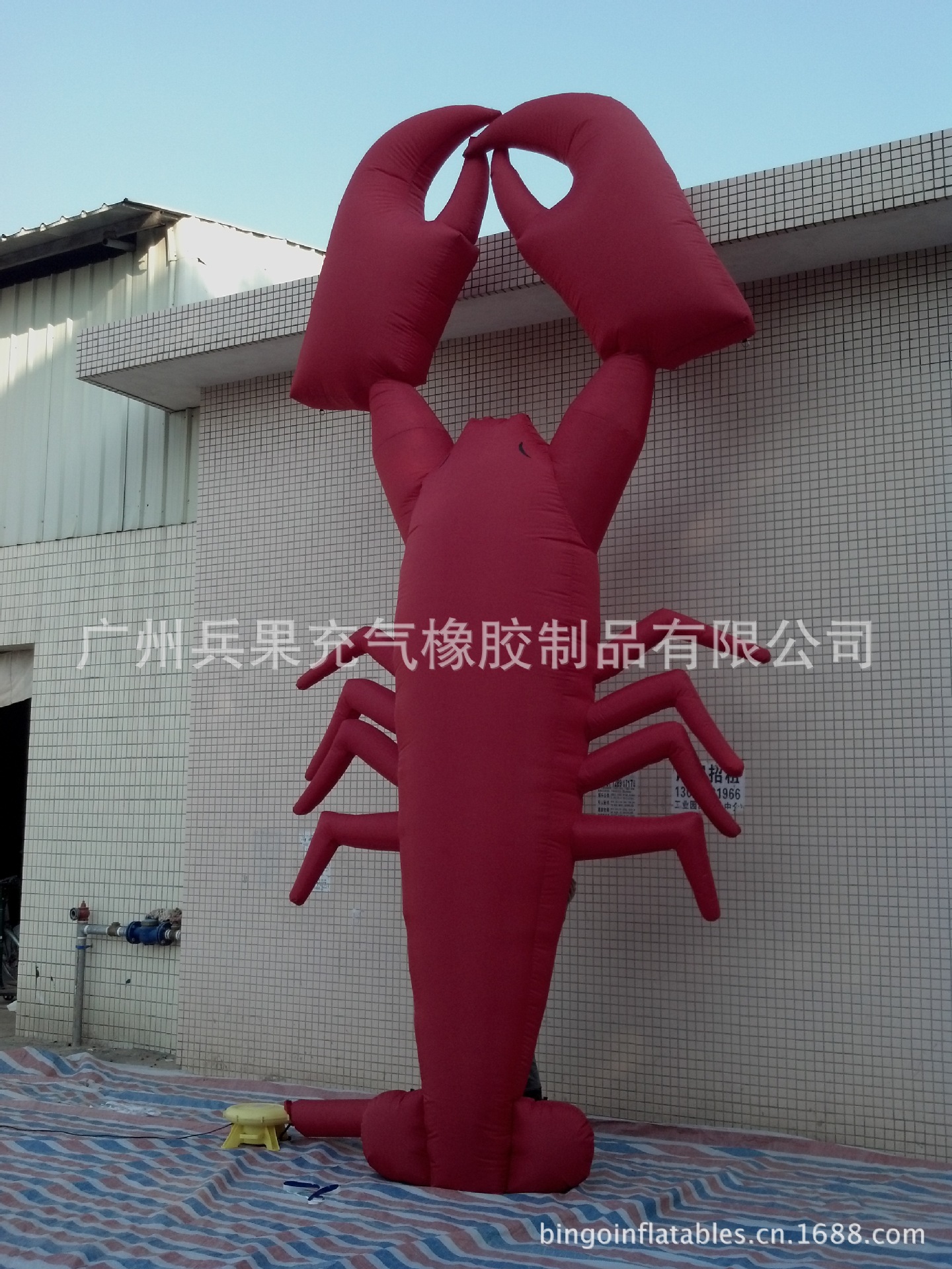 6M 龙虾 (2)