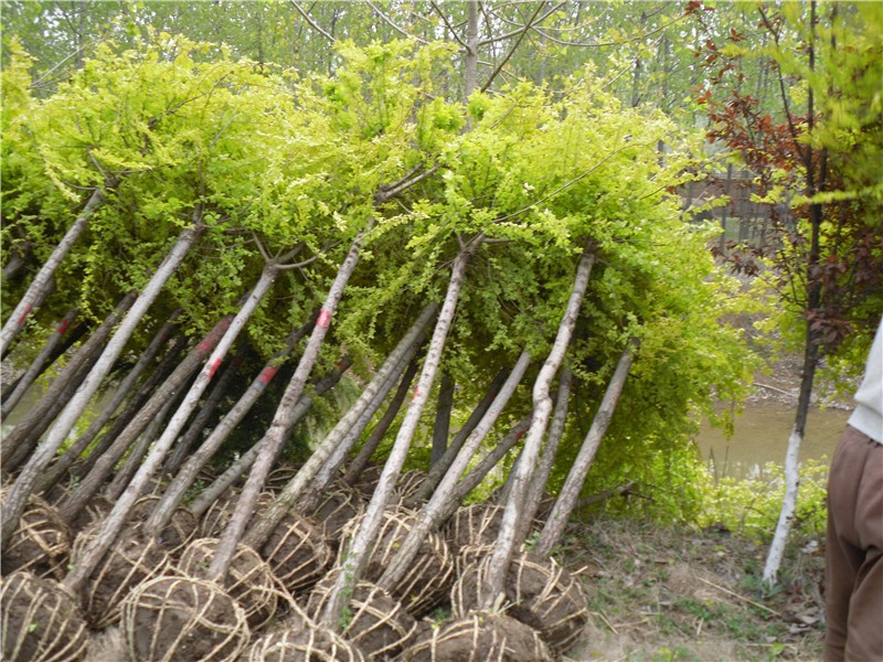 乔木 供应绿化苗木 绿化苗木批发种植基地   我处位于中国北方最大的