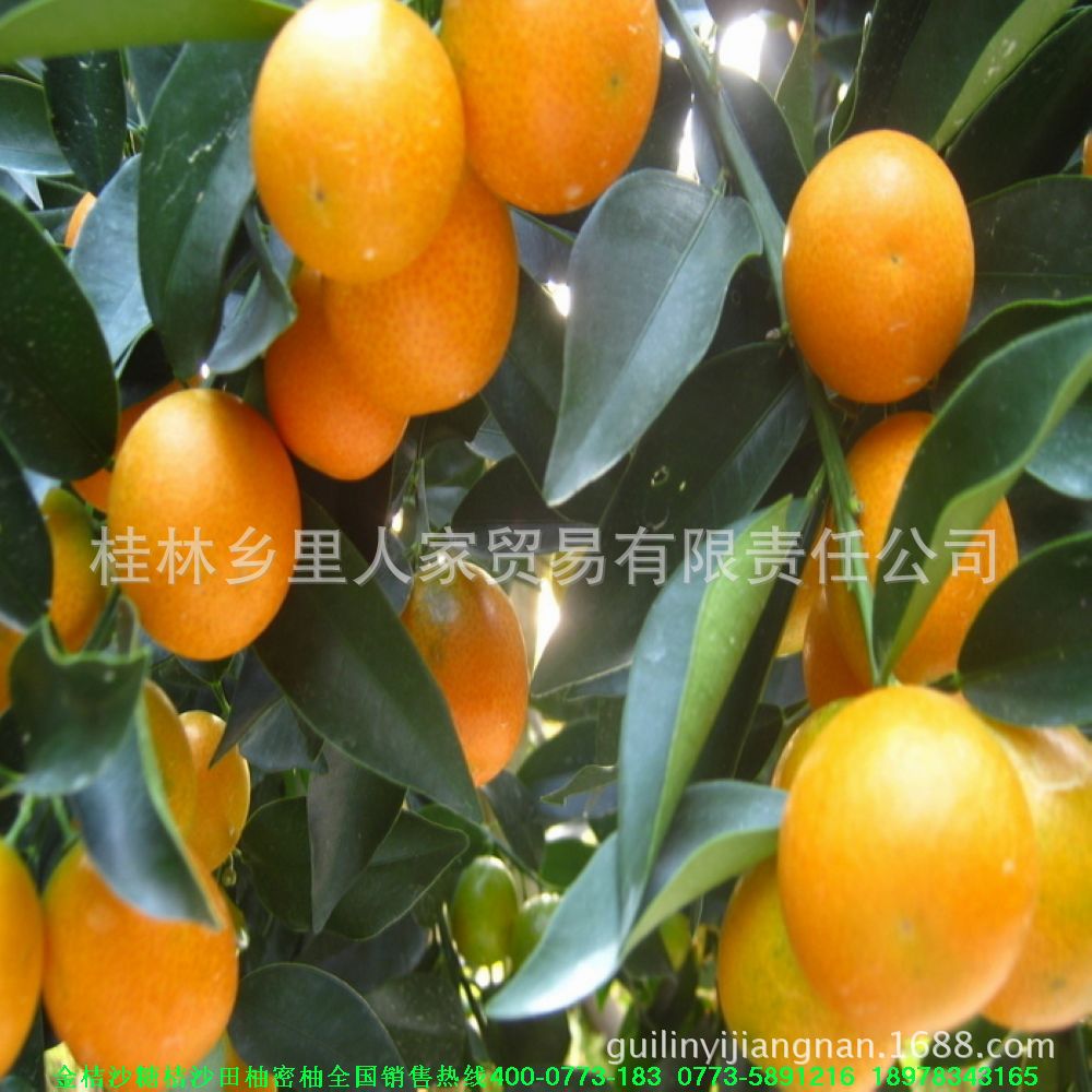 批发桂林特产新鲜水果系列之脆皮金桔