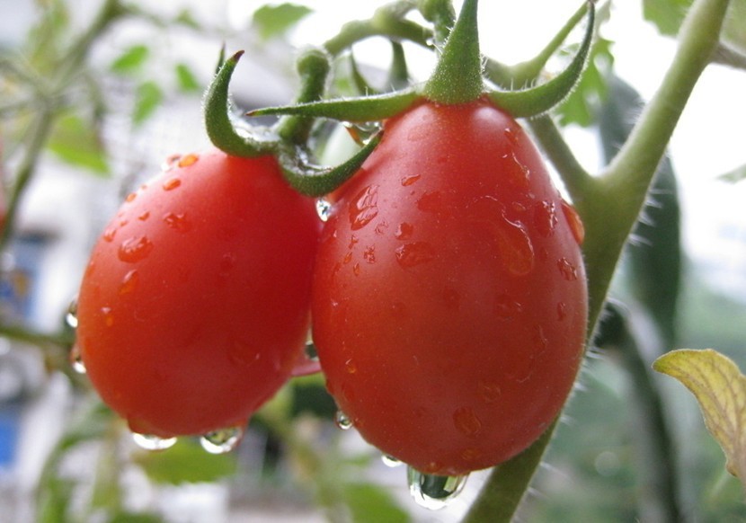 蔬果种子 红马奶番茄种子 圣女果 中早熟小西红