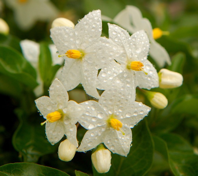 朗特天然色素 辣椒红色素 Oleoresin Paprika 1