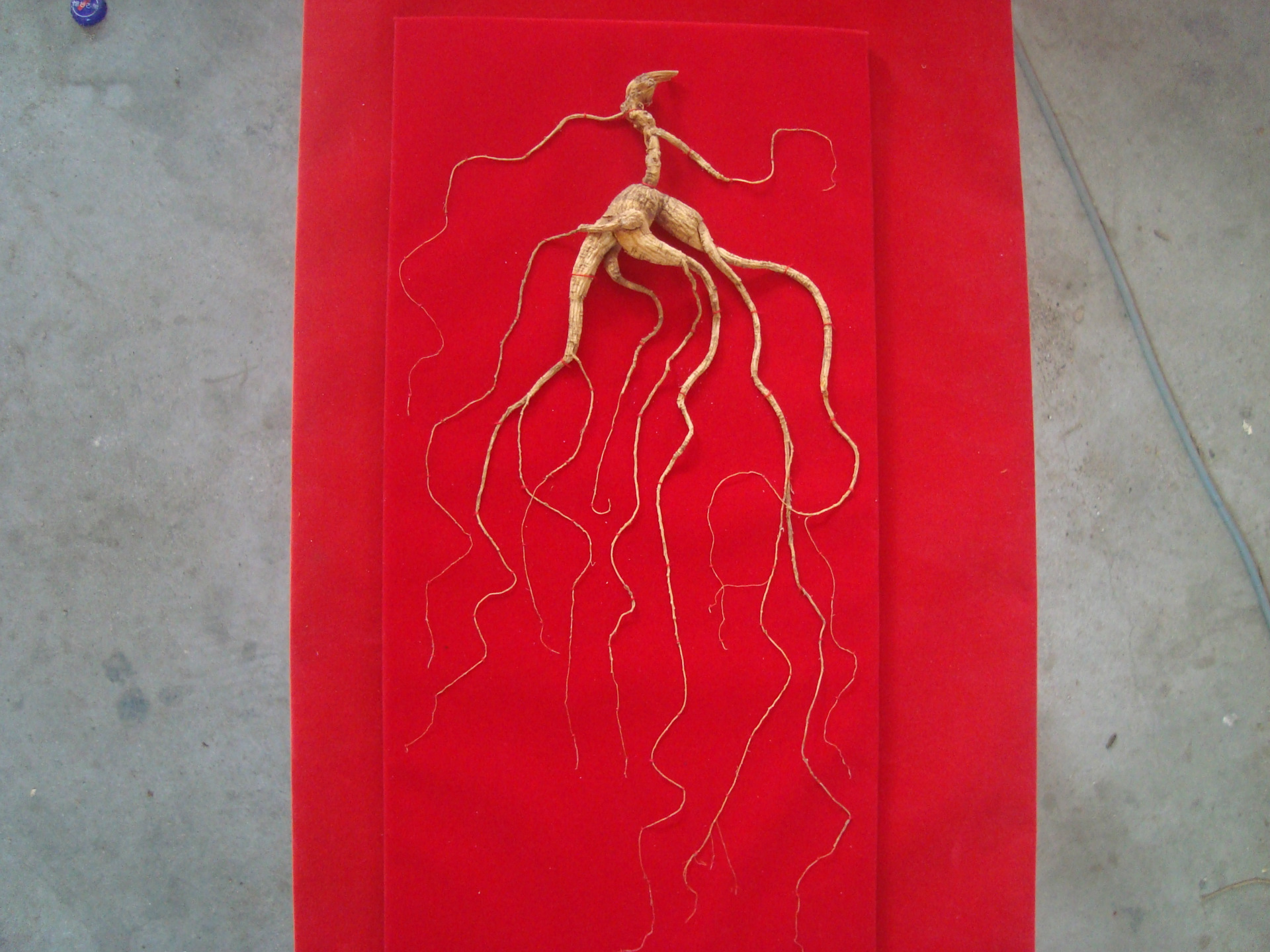 人参-黑龙江人参地--阿里巴巴采购平台求购产品