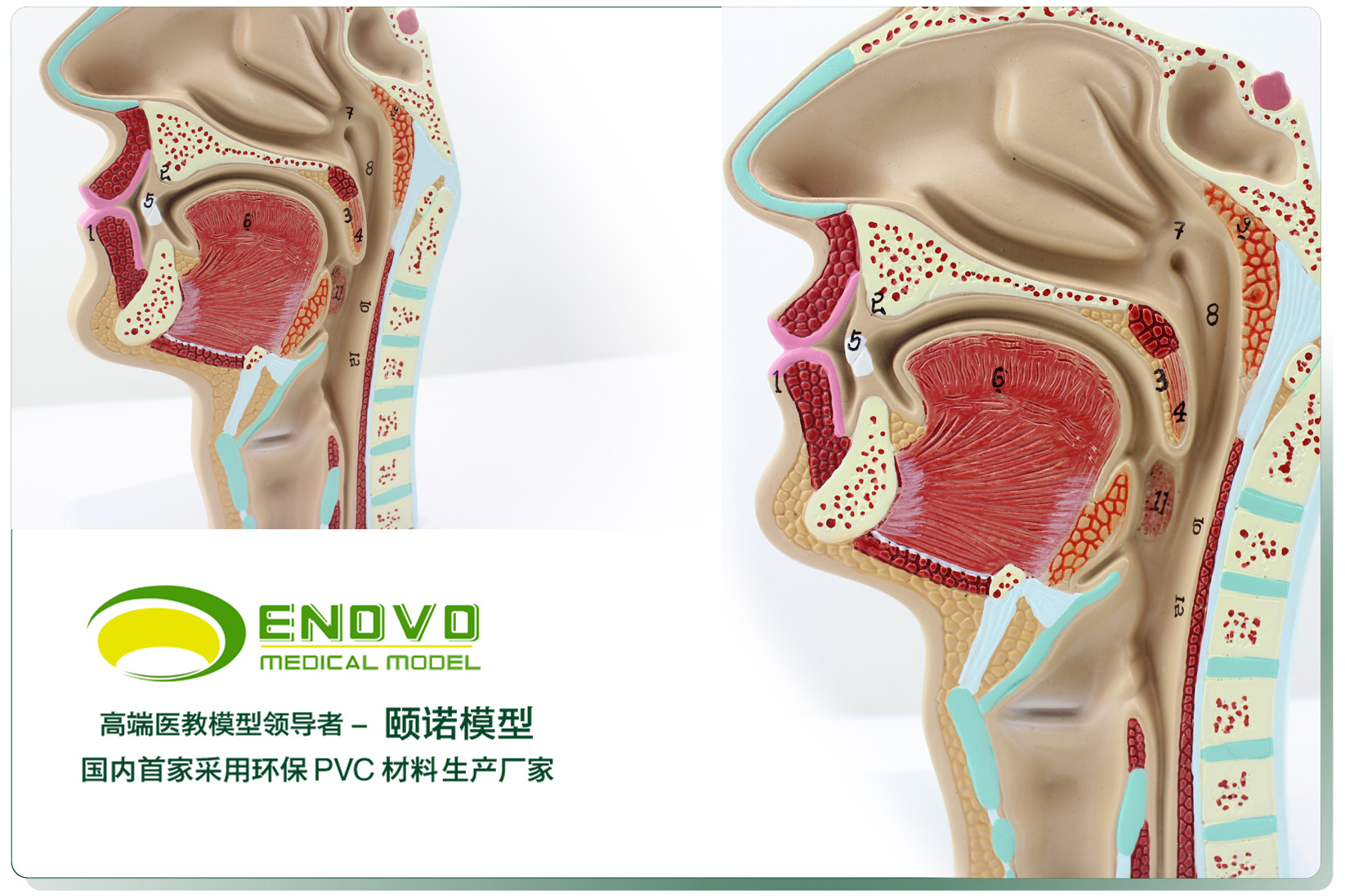 人体鼻腔 口腔 咽喉解剖模型 鼻咽腔 口咽腔 喉咽腔耳鼻喉科模型