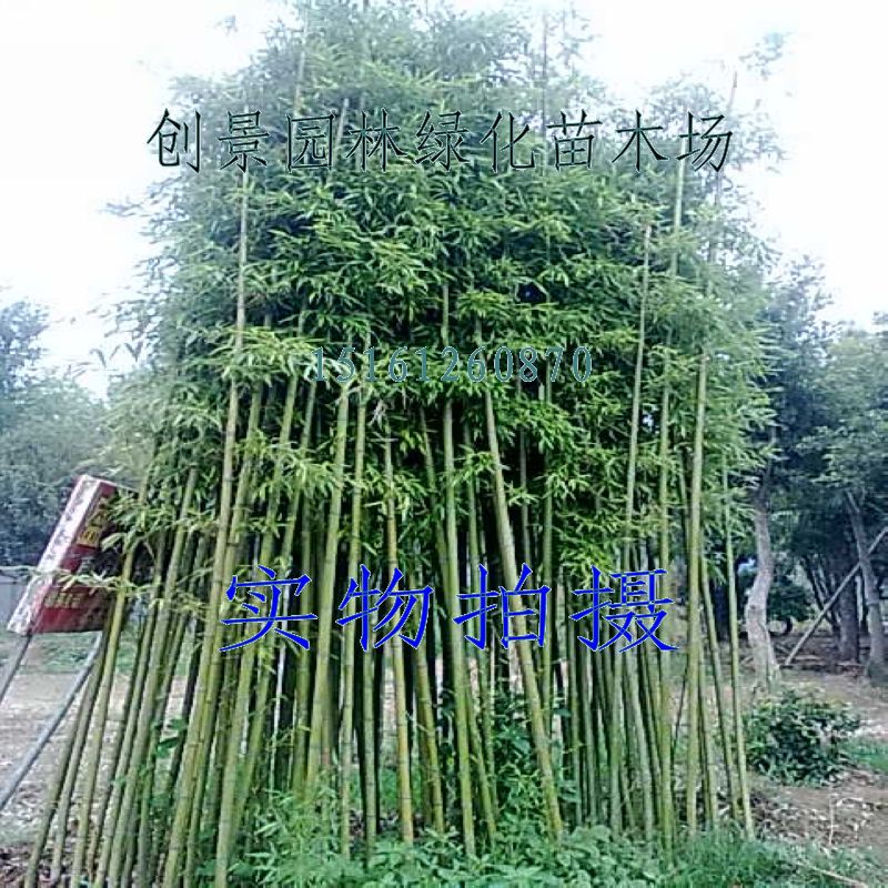 低价抛售1到8公分的 青皮竹 小毛竹 竹竿批发 