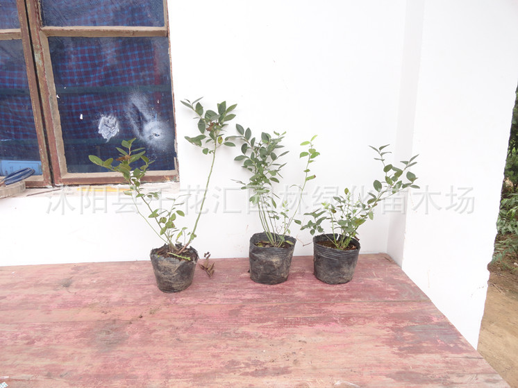 【蓝莓苗 蓝莓小苗 蓝莓树苗 蓝莓 3年苗 当年结