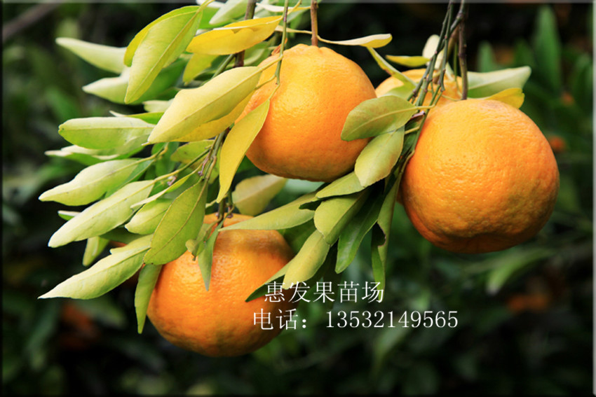 果树-大量供应椪柑苗 单果250克 果大肉厚 清甜