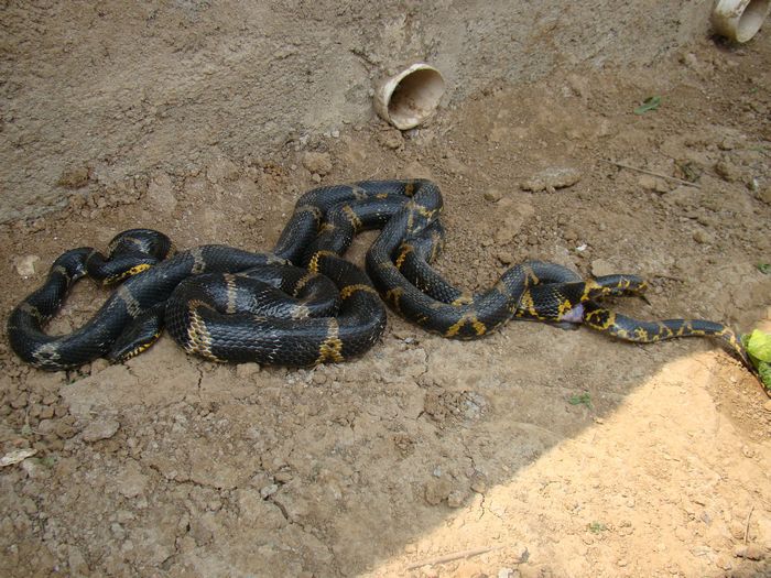 蛇胆化痰 作用不小( 顾学玲养蛇)_养蛇女人