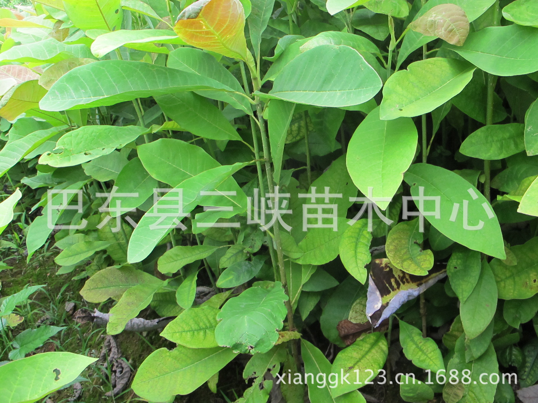 三峡苗木大量供应药材用途厚朴树苗 两年生苗木