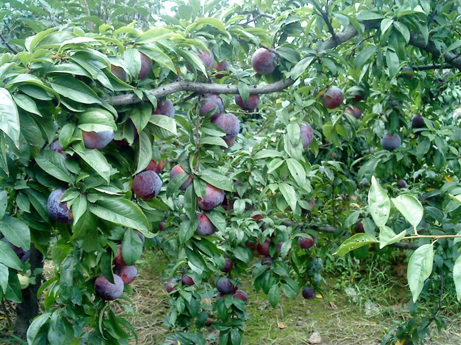 【陕西李子,红布林,黑宝石李子,红布林,李子】价