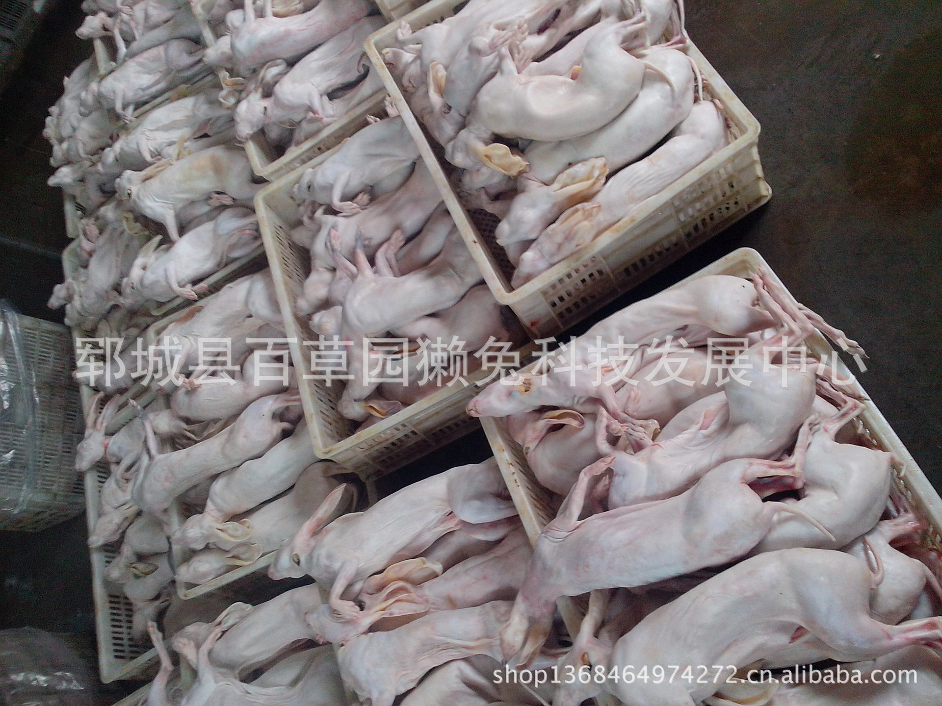 供应烫皮兔 带皮兔 兔肉 特卖