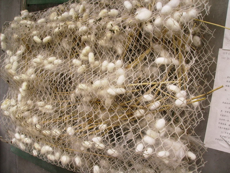 养蚕网养蚕塑料网养蚕用塑料平网养蚕用塑料网格
