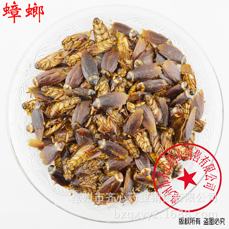 蟑螂-安徽蟑螂收购 蟑螂销售 蟑螂价格 蟑螂批