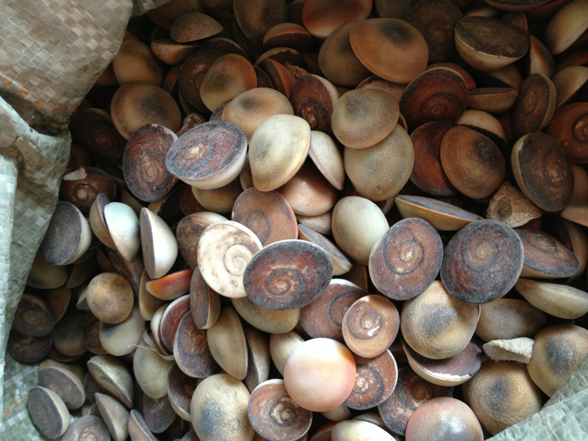 发供应甲香 ,太极石,水云母、海月、 催生子 -矿