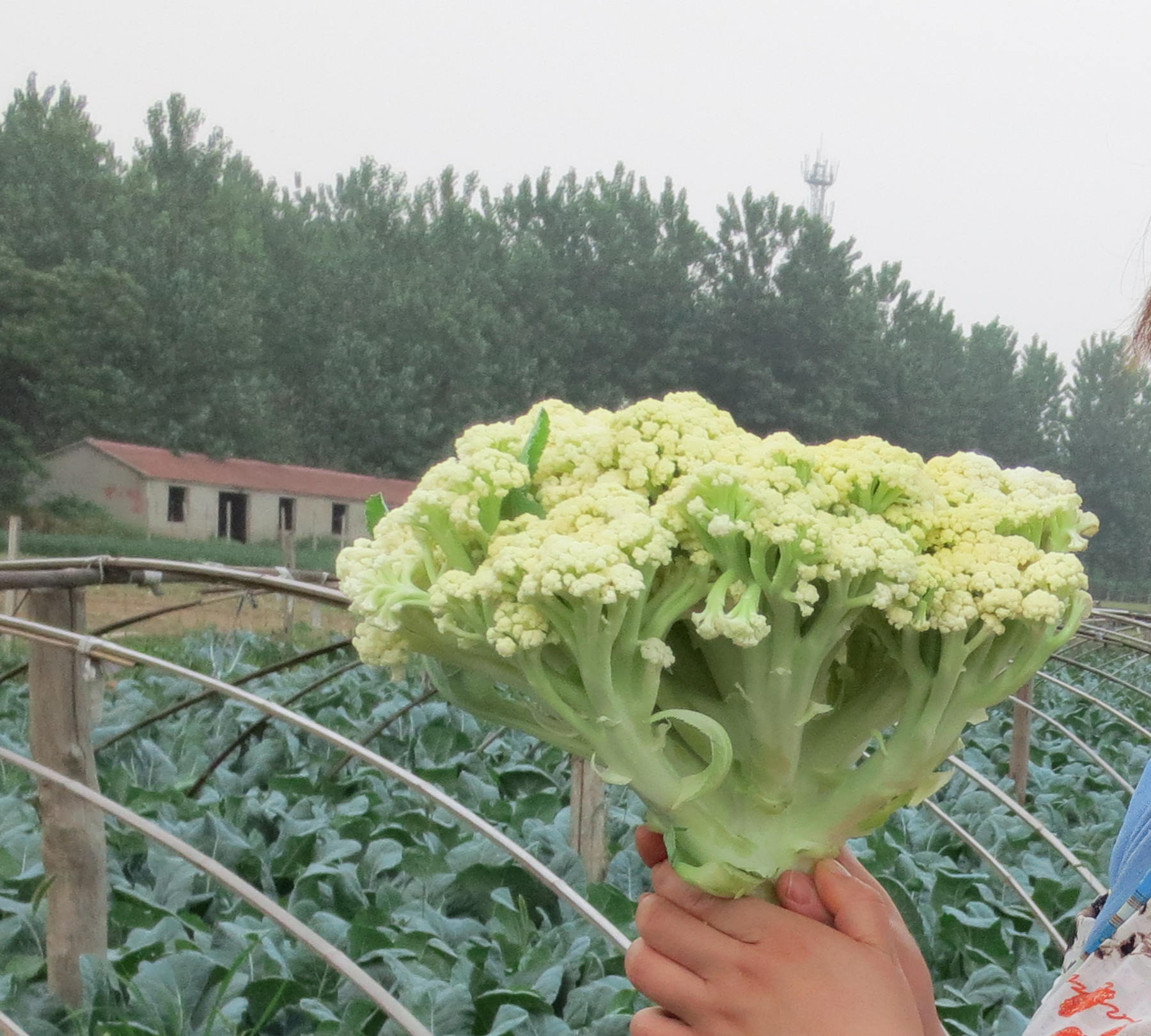 青梗松花菜种植概况