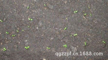 草莓刚出芽1周左右的样子