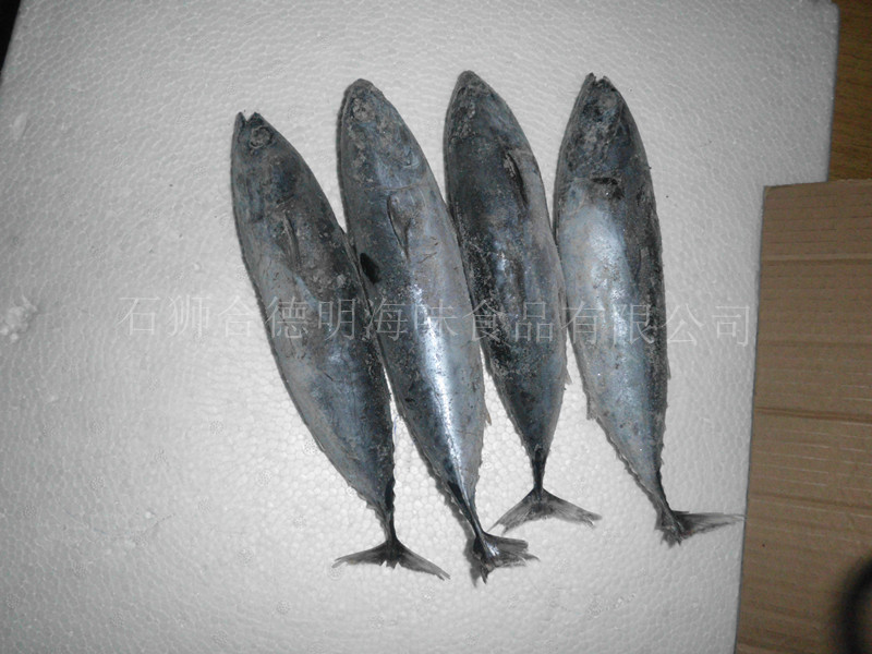【批发冷冻鲣鱼 炸弹鱼 炮弹鱼 冷冻水产品】价格,厂家,图片,鲜活\/冷冻水产,石狮市合德明海味食品有限公司-马可波罗网