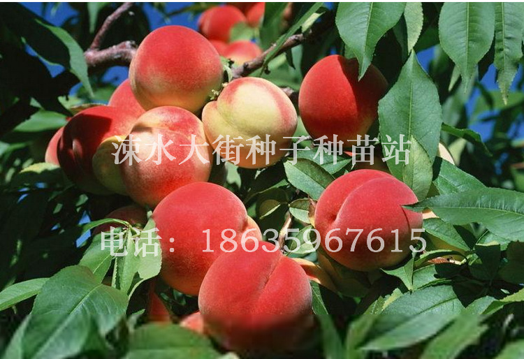 8公分桃子树苗3