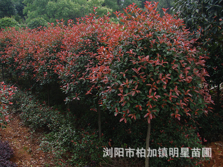 乔木-高杆红叶石楠 湖南浏阳明星苗圃 量大从优