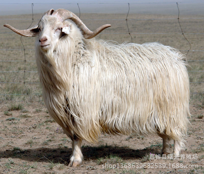 出售:肉用型山羊 波尔山羊 努比亚黑山羊 南江黄