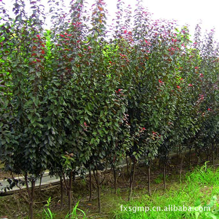 乔木-红叶李 绿化苗木 灌木 红紫色的叶子 2年苗