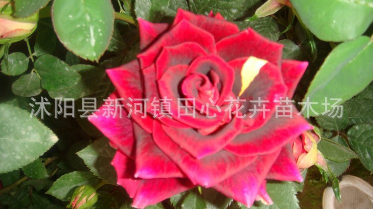 【正宗嫁接品种月季、大花月季、 阳台办公盆