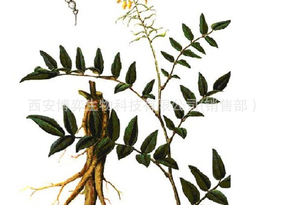 【苦参碱提取物(厂家直销，品质保证，量大从优)苦参提取物】价格,厂家,图片,植物提取物,西安博弈生物科技 有限公司-马可波罗网