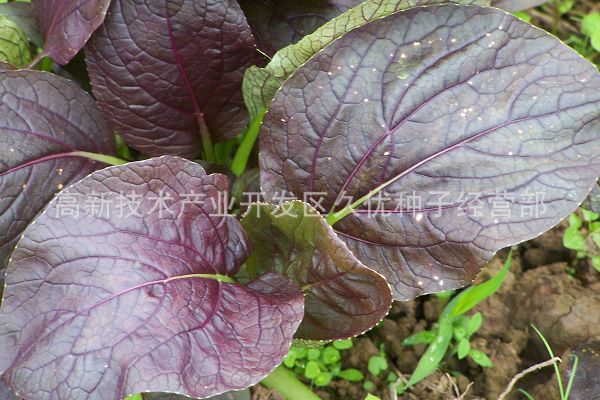 紫色小青菜种子 小油菜种子 紫叶小白菜 种植简单 特性同紫冠1号