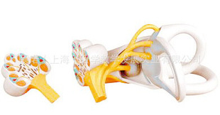 医药教学器材-内耳迷路模型,2部件放大18倍人