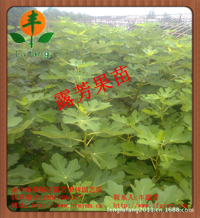 麦斯依陶芬无花果