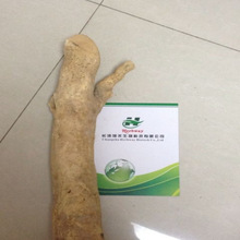 东革阿里原根_东革阿里原根批发_东革阿里原