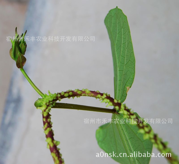 观花盆景_、、能治病神秘金丝指葫芦盆景种子 ...