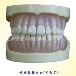 医药教学器材-全口透明软胶标准牙模型KY005