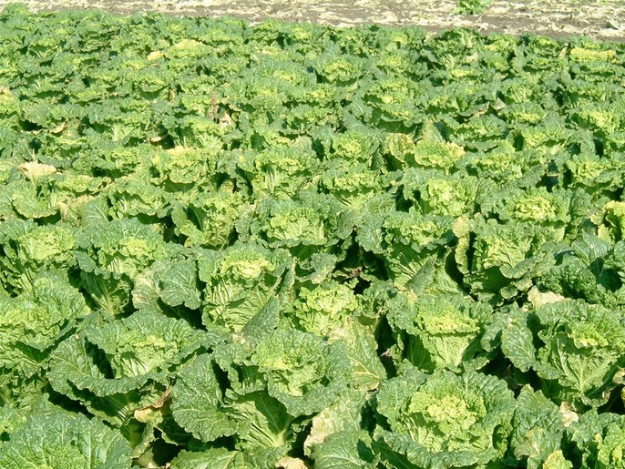 蔬菜种子、种苗-蔬菜种子 尊者 结球大白菜 进