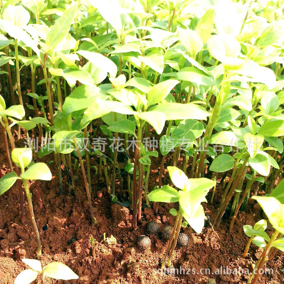 今年新生 籽播芽苗 青枫(五角枫) 乐昌含笑 杜英 量大优惠