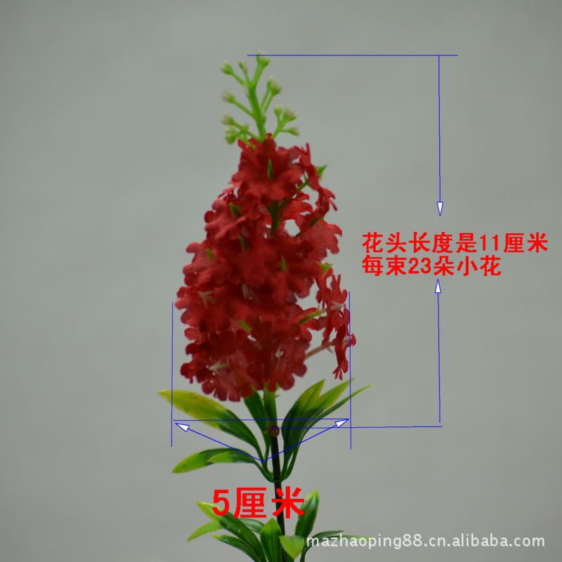 5头薰衣草