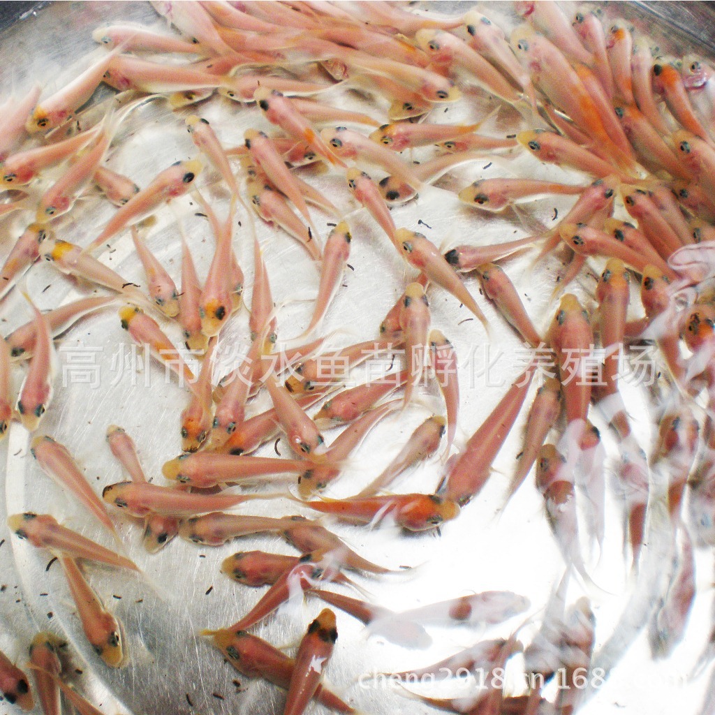 花鲢鱼-鱼泡(鲢鱼鱼泡,花鲢鱼泡收购)--阿里巴巴