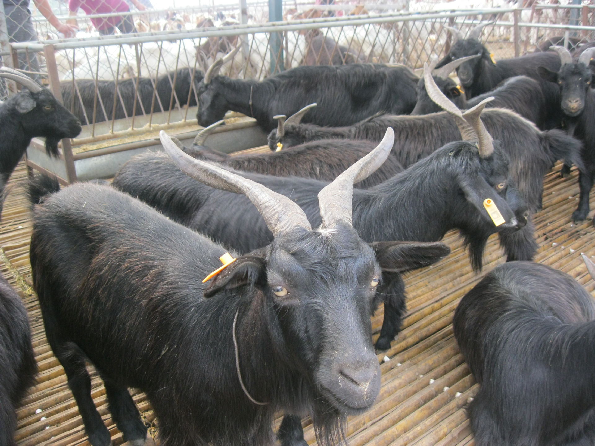 【黑山羊 羊苗20-30斤 育肥羊40-60斤 屠宰羊1