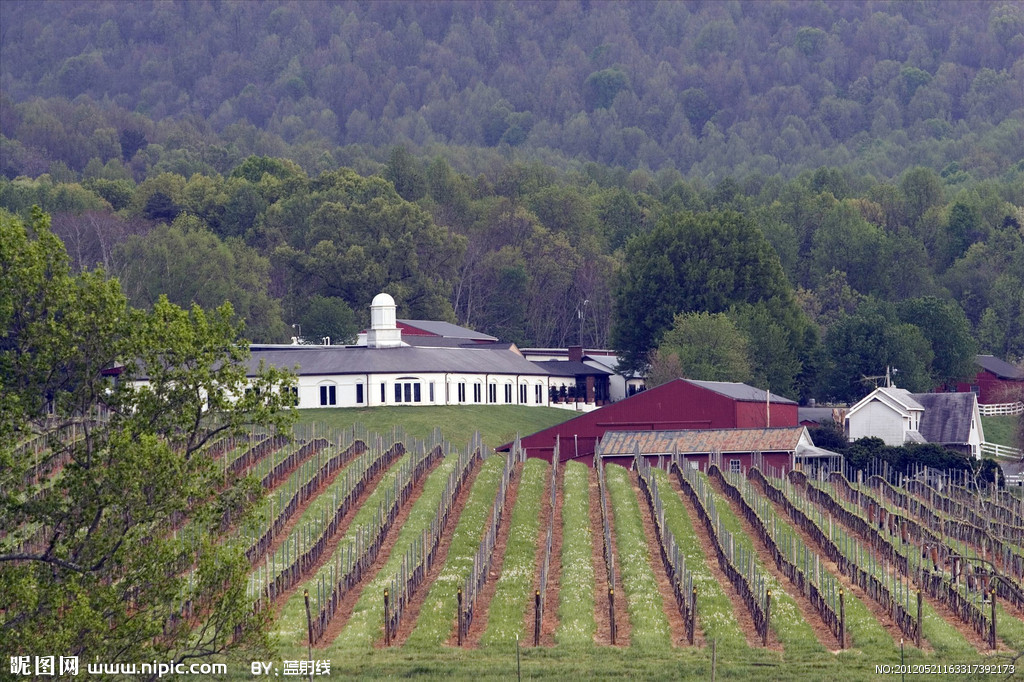进口葡萄酒 法国罗西伯爵干红 招商代理图片_4
